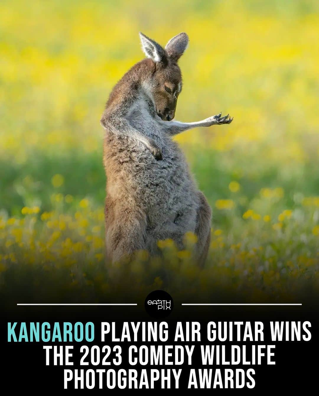 Earth Picsさんのインスタグラム写真 - (Earth PicsInstagram)「The winner of this year's Comedy Wildlife Photography Awards is "Air Guitar Roo," captured by Jason Moore. The photo features a kangaroo seemingly playing air guitar in an open wildflower field in Perth, taken in August 2021.   Moore, describing the shot, mentioned his initial disappointment while attempting to photograph waterfowl at a lake but stumbled upon the kangaroos in a field during the morning light.    📷  Jason Moore \ @comedywildlifephoto」11月25日 11時42分 - earthpix