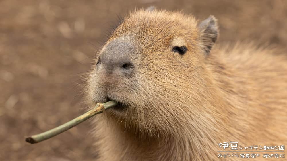 渡辺克仁さんのインスタグラム写真 - (渡辺克仁Instagram)「カピアニ展２０２３！東京・浅草「ブレーメンハウス」にて、本日12時より開店です。  #カピバラ #水豚 #capybara #カピアニ展 #浅草」11月25日 12時00分 - katsuhito.watanabe