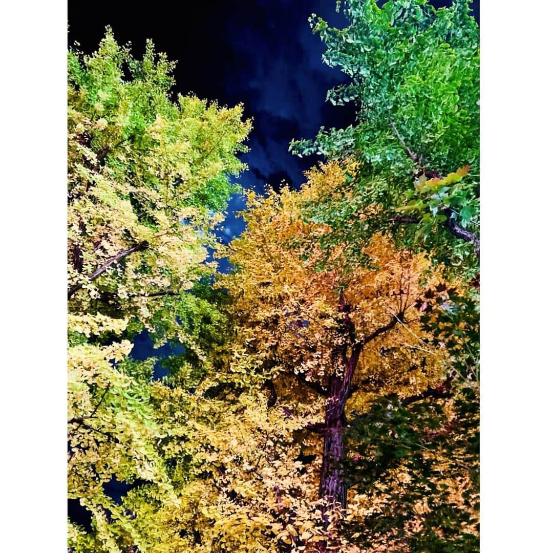 にしおかすみこさんのインスタグラム写真 - (にしおかすみこInstagram)「#ツリー 都会〜😳  ついでにそこらの木々も。  すみこカメラマン。 iPhone頼み😎✨✨」11月25日 12時10分 - nishioka_sumiko