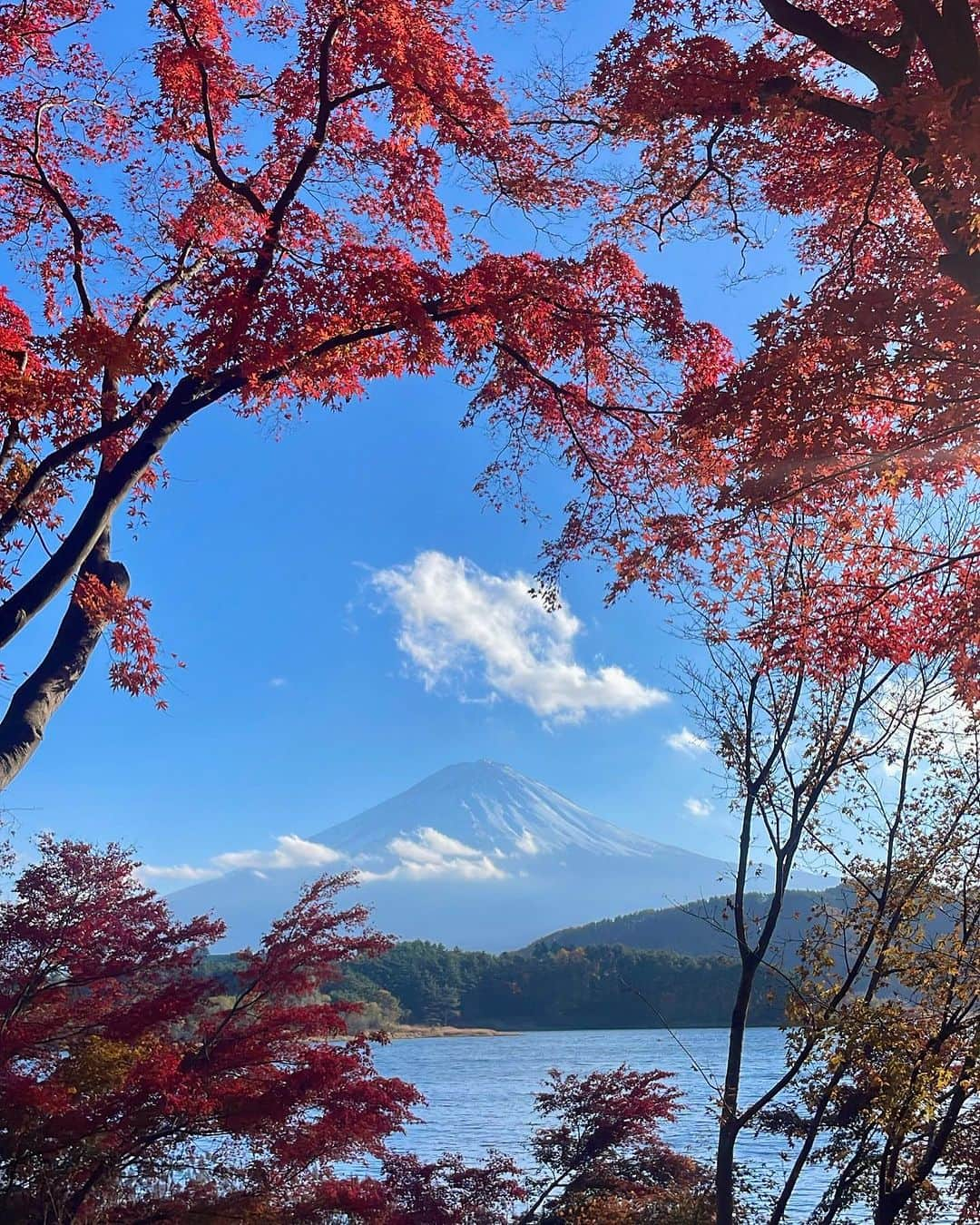 森友里恵さんのインスタグラム写真 - (森友里恵Instagram)「日本人は世界で1番四季の変化を楽しんでいると思う🇯🇵🌾🍁  言葉の表現に色んな四季の表現が混ざっていて 言葉の意味の深さを感じる事ができる☺️  #山中湖 #河口湖 #紅葉トンネル #山梨県 #富士山 #紅葉 #忍野八海 #japan」11月25日 12時19分 - yucrebie