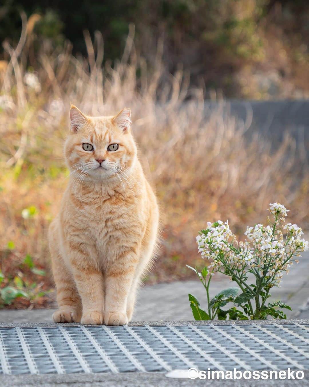 のインスタグラム：「・ キリリとかわいい✨ Cute and adorable💕  ◎全ての写真は「さちカレンダー2024」より All photos are excerpts from “Sachi weekly calendar2024 “  ・ 〜お知らせ〜 2024年版「さちカレンダー」「ほっこり島猫週めくりカレンダー」はminne、メルカリShops／メルカリにて発売中！  カレンダーは、毎年12月には完売する事が多いです。 ご購入予定の方はお早めに💨💨  商品説明 ●さちカレンダー2024 愛らしい島猫"さち"の姿をおさめたカレンダー🗓️ ・卓上B6サイズ ・枚数28枚。(両面仕様 計56面) ・初めての週めくりカレンダーです✨  ※大分・深島公式サイト、Cafeむぎ でも数量限定で販売中  〜・〜・〜・〜・〜・〜・〜・〜  ●ほっこり島猫 週めくりカレンダー2024 53週、ふくふく仲良し。選りすぐりの島猫たちがいっぱい🙌 ・卓上B6サイズ ・枚数28枚(両面仕様 計56面)の週めくりカレンダーです。 ・六曜・祝日付き  ※熊本・湯島売店、ねころびカフェでも数量限定で販売中  〜・〜・〜・〜・〜・〜・〜・〜  ◎上記カレンダー２作品は、minneと、メルカリShops内「simabossneko's shop」にて販売中です。  ★また、ご要望にお応えしてメルカリ （アカウント名 simabossneko・ペにゃんこ）でも、さちカレンダーと、島猫週めくりカレンダーの販売を始めました。 メルカリShopsは使った事ないから…という方は、そちらからも是非！  各ショップへは、@simabossneko または @p_nyanco22 のプロフィールリンクからご覧いただけます。  🔍メルカリは、アプリ立ち上げ後「simabossneko's shop」または、「simabossneko・ペにゃんこ」で検索してみてください。  👉ストーリーハイライトにも、ショップへのリンク(minne)があります。そちらも是非ご覧ください。 ・ ・ Available now❗️ "Island Cats Weekly Calendar 2024" and "Sachi Weekly Calendar2024"  ●Island Cats Weekly Calendar 2024 53weeks, A lot of selected island cats photos❣️  The desktop B6 size. 28 sheets (56 sides in total with double-sided specifications) It is a weekly calendar.  The price is 1,280 yen including tax.  ●Sachi Weekly Calendar 2024 It is a calendar that shows the lovely island cat "Sachi"💓  The desktop B6 size. 28 sheets. (Double-sided specification 56 sides in total) NEW work! It is a weekly calendar. The price is 1,280 yen including tax.  We also sell a great set with "366days Island Cats Day to day calendar2024" or "Hinatabokko Nekodayori calendar2024" and the 2024 weekly calendars!  The 2024 calendars are sold at minne "simabossneko's shop“  ●Shop URL https://minne.com/＠simabossneko  🇺🇸🇰🇷🇹🇼🇭🇰🇦🇺🇫🇷🇩🇪🇮🇹🇪🇸etc.. It is possible to purchase and ship the works from overseas. ※ Shipping fee will be charged separately.  You can reach the shop from the profile link of @simabossneko or @p_nyanco22   And, Story highlights also have a link to the shop. Please take a look there too.  ・ #しまねこ #島猫 #ねこ #猫写真 #cats_of_world #catloversclub #pleasantcats #catstagram #meowed #ig_japan #lumixg9」