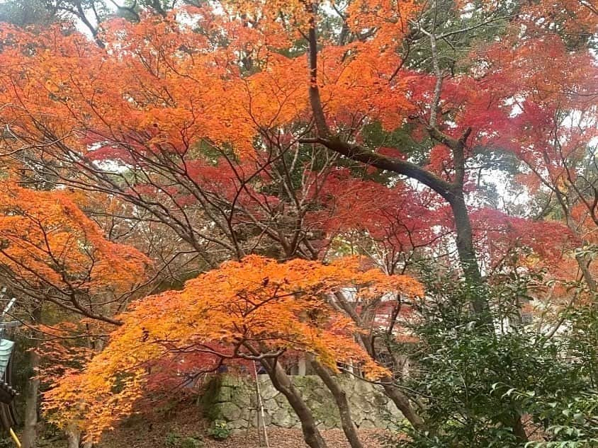 テレビ西日本「Cubetnc」さんのインスタグラム写真 - (テレビ西日本「Cubetnc」Instagram)「本日の放送もご視聴頂き ありがとうございました☺️  宝満宮竈門神社の紅葉が見頃です。  来月3日まで、日没から午後9時 ライトアップで幻想的な景色が楽しめます✨  また、明日26日まで 「もみじ祭り」開催🍁 ステージでのジャズコンサートやキッチンカーの出店、 とれたて野菜や果物の販売もありますよ。  #宝満宮竈門神社 #橋本真衣#橋本真衣アナウンサー  #福岡newsファイルcube」11月25日 12時24分 - cubetnc