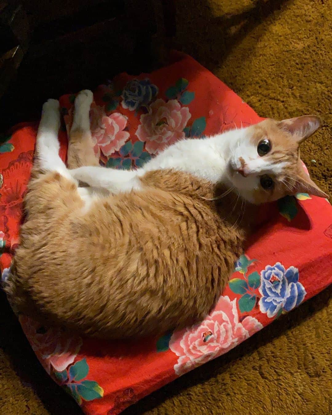 ヒグチユウコのインスタグラム：「せかいいちのねこ」