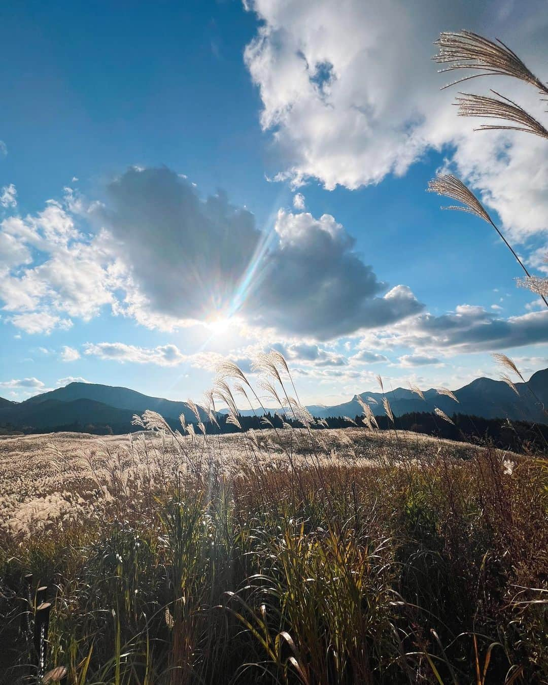 稲富菜穂さんのインスタグラム写真 - (稲富菜穂Instagram)「少し前、曽爾高原行ってきた🌾  太陽の光でススキが黄金に輝いてた🌟 秋だなぁ、って感じたよ☺️  #曽爾高原 #奈良県 #ススキ #🌾」11月25日 13時26分 - inatomi74