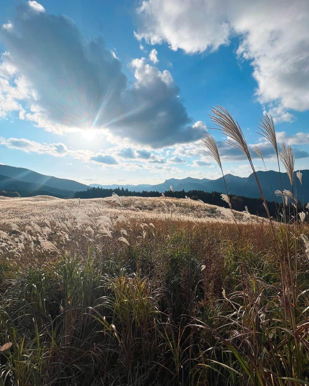 稲富菜穂のインスタグラム：「少し前、曽爾高原行ってきた🌾  太陽の光でススキが黄金に輝いてた🌟 秋だなぁ、って感じたよ☺️  #曽爾高原 #奈良県 #ススキ #🌾」