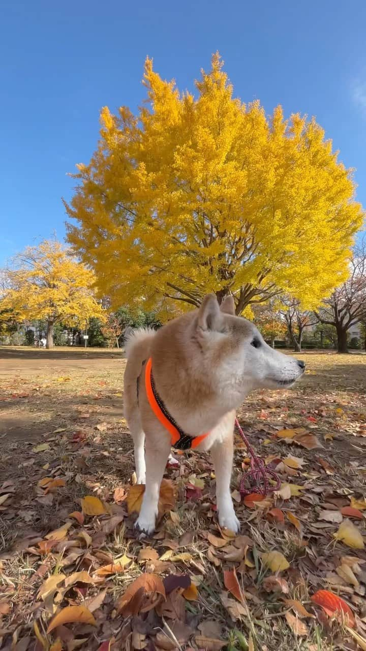 meekooのインスタグラム：「大きな大きなイチョウの木。今年も一緒に見ることができました💛 いつもは自転車だけど、今日はりんごさんがやる気満々だったので歩いてここまで来ました。散る前に見に来られてよかった😊🐕💛 2023.11.25 #15歳9ヵ月」