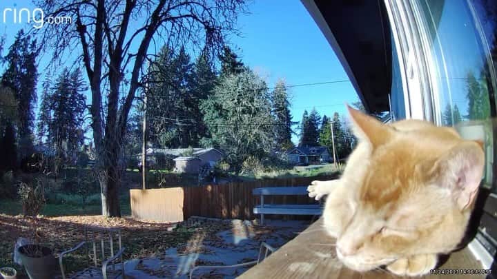 Snorri Sturlusonのインスタグラム：「Snorri napping in the autumn sun, captured by the ring camera. #snorrithecat #kleptokitty #pnw」