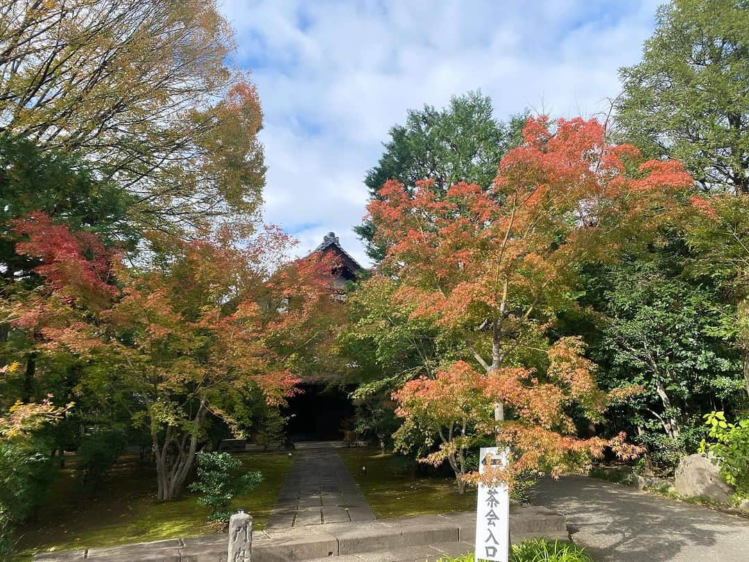 田添菜穂子のインスタグラム：「今朝は広尾・祥雲寺のお茶席に。  お濃茶のお席をゲストの方が担当され、お薄はご住職が。 どちらもとても秋らしい素晴らしいお道具の取り合わせで、まさに眼福でした。  個々人の方の美術品をお茶を介することで、拝見、また触らせていただける機会があるなんて、本当に幸せなことだなあ、と改めて思ったのでした。  忙しい時こそ、こうしてゆっくりと季節を感じたり、貴重なものを愛で大切に扱い、またおもてなしを受けるのも、私にとって必要な時間だな、とも。  ステキな時間に感謝。 お寺の境内の紅葉も美しかったです。  #祥雲寺 #お茶席 #紅葉」