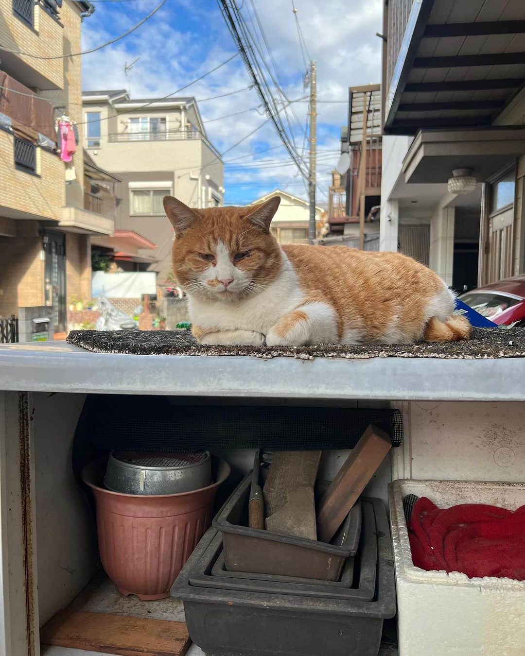 Kachimo Yoshimatsuのインスタグラム：「おはようちゃめし Good Morning Chameshi 朝一では、いなかったのに ココシバに行こうと外に出たら  いた！  #うちの猫ら #猫 #chameshi #ねこ #ニャンスタグラム #にゃんすたぐらむ #ねこのきもち #cat #ネコ #catstagram #ネコ部 http://kachimo.exblog.jp」