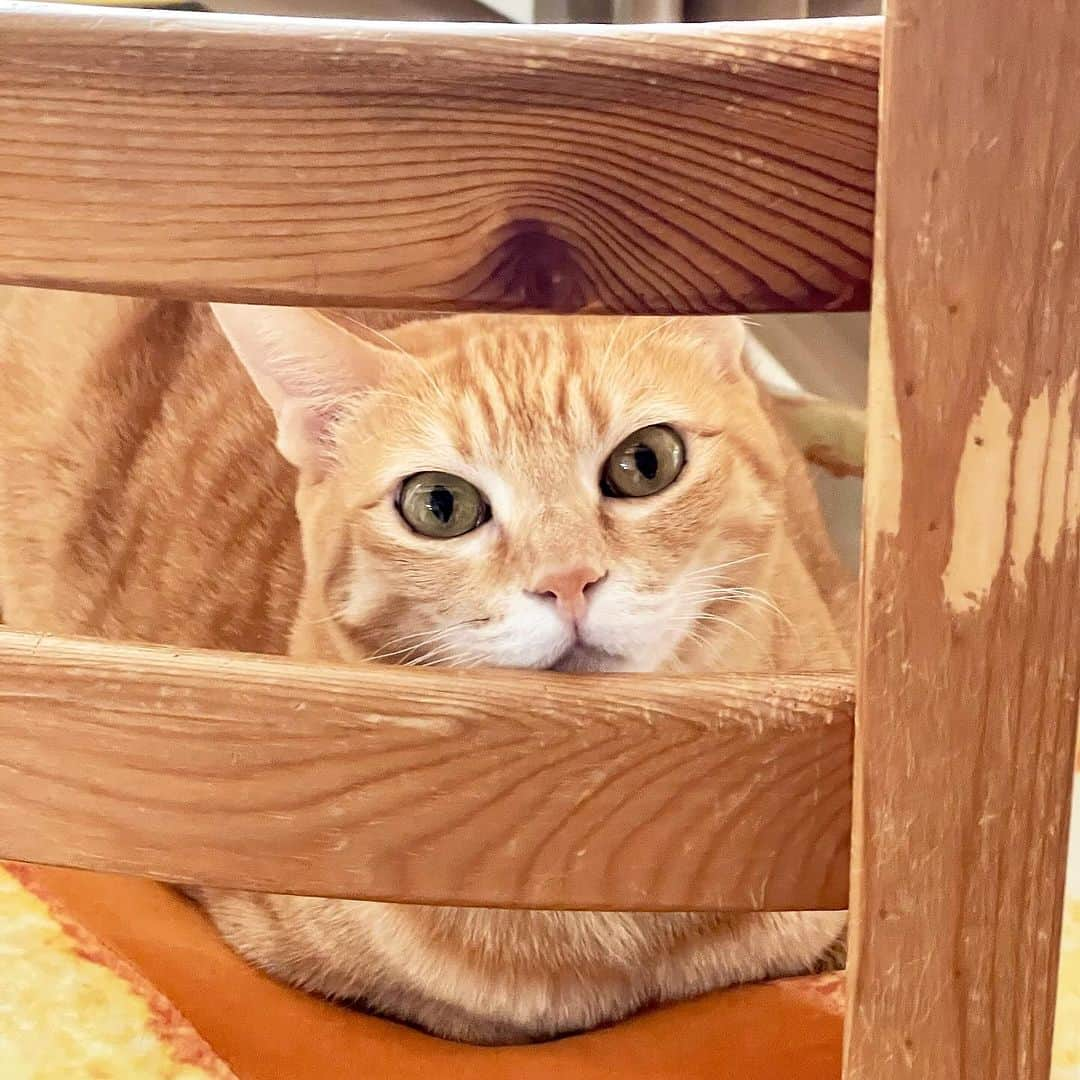 田中要次のインスタグラム：「#猫Chai #Bo_nyans #猫のいる暮らし」