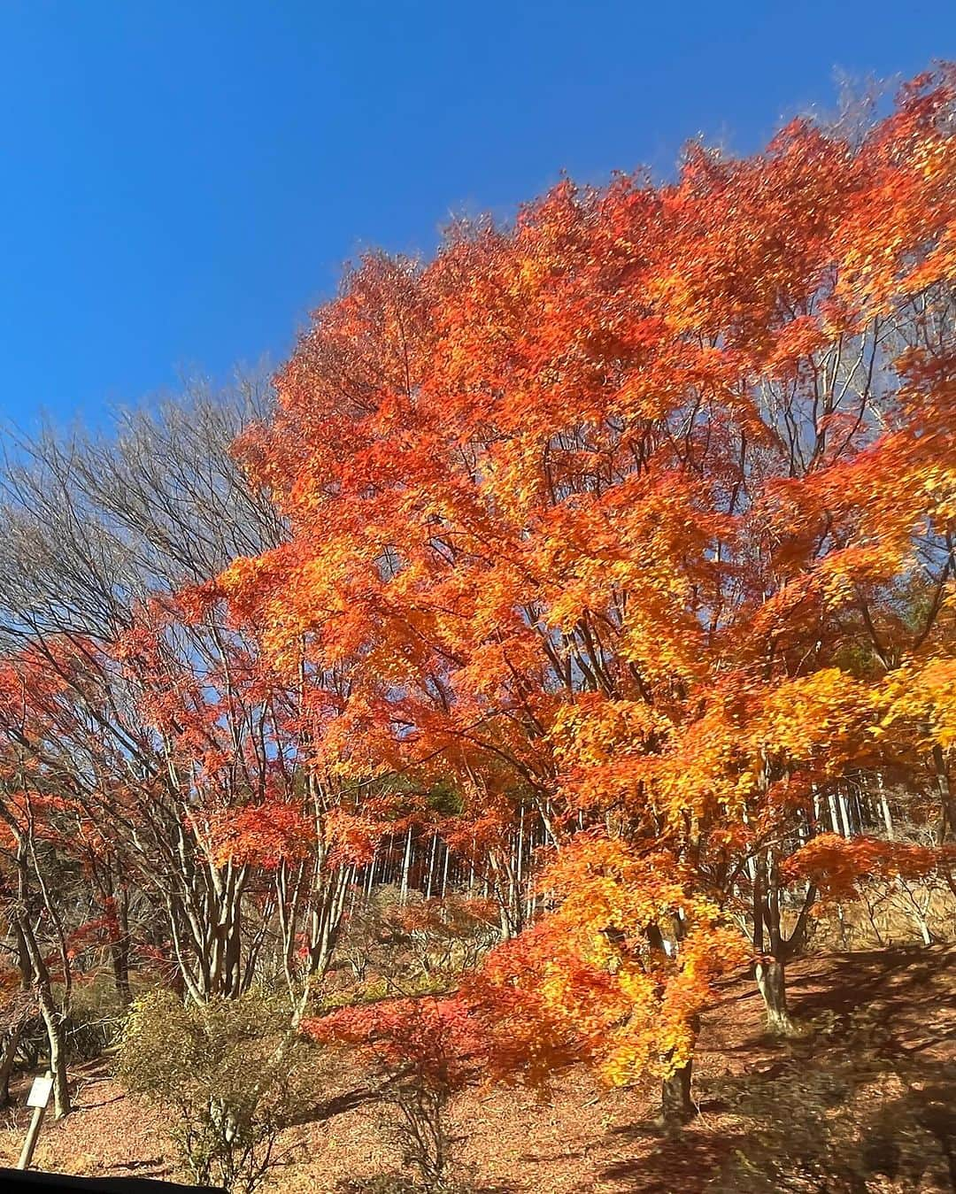 水谷千尋さんのインスタグラム写真 - (水谷千尋Instagram)「いい夫婦の日 3周年でした！  関東屈指のパワースポット！ずっと行きたかった三峯神社行ったー🤩🌈✨  往復6時間の車の旅。イントロどんやったり新しいことわざ生み出して意味作り出すゲームで爆笑したりしました笑  楽しいだけじゃないけど、結果笑顔が圧勝する4年目でありますよに🥰  #名倉家の日常 #いい夫婦の日 #三峯神社 #パワースポット #パワースポット巡り #パワースポット巡り」11月25日 14時31分 - chippy_0804