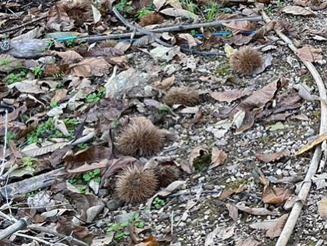 藤崎靖啓のインスタグラム：「嫁の実家で栗拾い🌰茹でて鬼皮、渋皮むいてヘトヘト😓💦  #栗拾い  #鬼皮 #渋皮 #藤ちゃん #藤崎靖啓 #フリーアナウンサー」