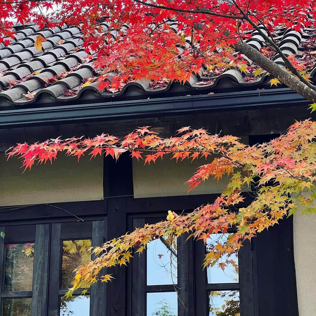 REOLさんのインスタグラム写真 - (REOLInstagram)「🍂🍁🦊🦜🏔️」11月25日 15時18分 - rrreol999