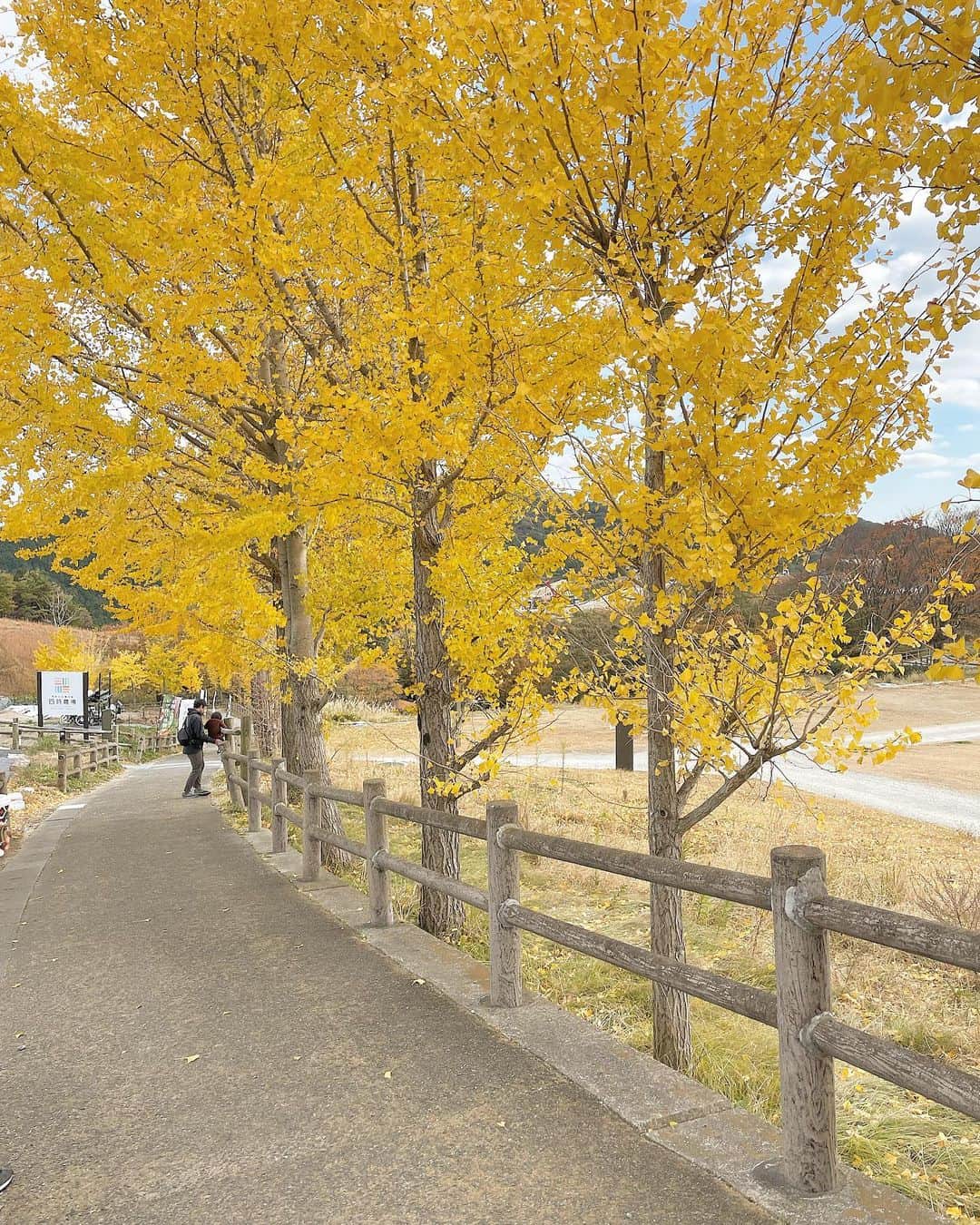 野口真由さんのインスタグラム写真 - (野口真由Instagram)「・ 油山牧場がリニューアルしてて、 ずーっと行きたくて、、、、💭 朝から南区のタツヤで買ったパン握りしめて 行ってきました笑🏕🍂(自然の中で朝から食べるパンが好きなんだよね〜🫢🫢🤍)  紅葉が本当見頃で、 お店も全部オシャレでなんだかすごく癒される 幸せ空間にパワーアップしてました✨ 何度でも行きたい！！！本当におすすめ🫣💗  スタバもとても広いし空いてて🙆‍♀️🙆‍♀️ キャンプもできるみたいでいつかしたいな〜✨(個人的に入口すぐにある滑り台オヌヌメ🤣🛝スピード🙆‍♀️お尻激アツ🔥)  #油山牧場  #油山キャンプ場  #油山もーもーらんど  #aburayamafukuoka」11月25日 15時30分 - ngc_mayu