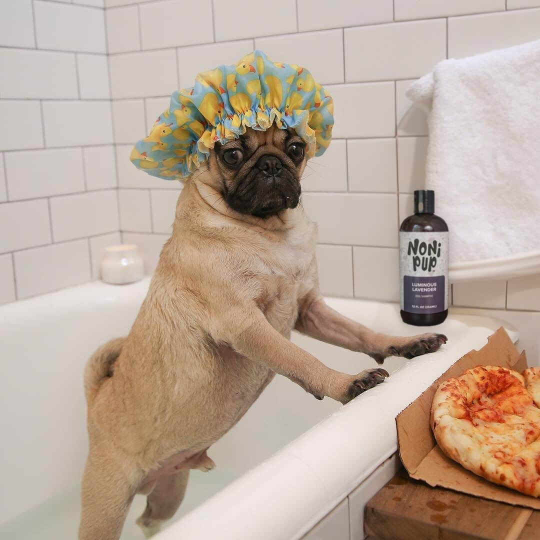 itsdougthepugのインスタグラム：「“Me after I online shop all day” -Doug  Please read ❤️ For Small Business Saturday, I wanted to come on here and extend a note of gratitude for everyone who has purchased a product from us, or is a future new customer. We started @nonipup after a health scare with Doug The Pug, my endometriosis journey, and most recently, Rob’s MS diagnosis. It has been a tough year but we have pushed through and found happiness in kindness and gratitude.   These products are so near and dear to our hearts because we wholeheartedly believe that ingredients MATTER, especially for our furry friends.   Nonipup doesn’t have big investors or a big company running the show behind the scenes. We are entirely self-invested and have big dreams of where Nonipup will go. It is a family business through and through.   We know you have many options as to where you shop this Holiday season, and we hope you can support our small business. We thank you, and your pups will too!   All things Nonipup are 30% off through Monday on our official website. Thank you for helping make so many dreams - Doug AND Nonipup - a reality.   Even if you aren’t able to make a purchase, which we totally understand, just following along at @nonipup is a huge help.   Leslie, Rob, and Doug The Pug」