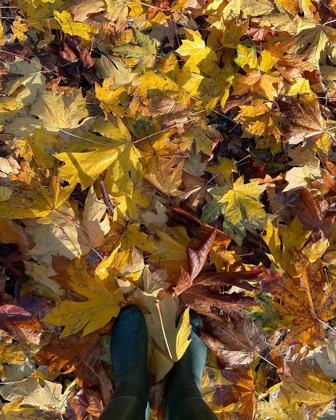 パメラ・アンダーソンさんのインスタグラム写真 - (パメラ・アンダーソンInstagram)「Fall is a beautiful time of year… restful, peaceful… protective, fuzzy socks… cocooning, hibernating… 🤍」11月26日 1時55分 - pamelaanderson