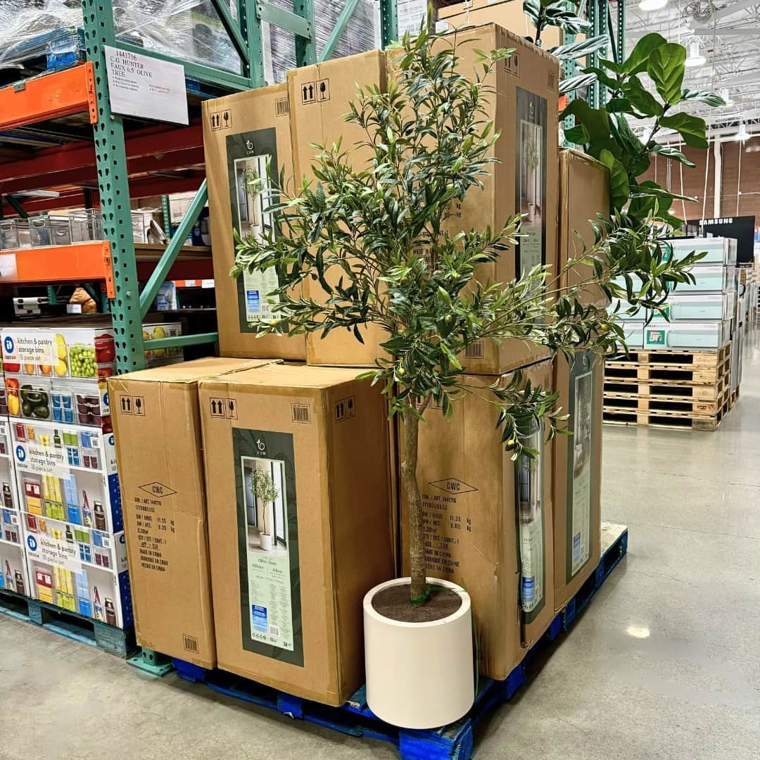 Costcoのインスタグラム：「Spruce up your home with this Faux 6.5' Olive Tree and save $30 through 11/27/23. 🌿⁣ ⁣ Shop link in bio: Faux 6.5' Olive Tree」