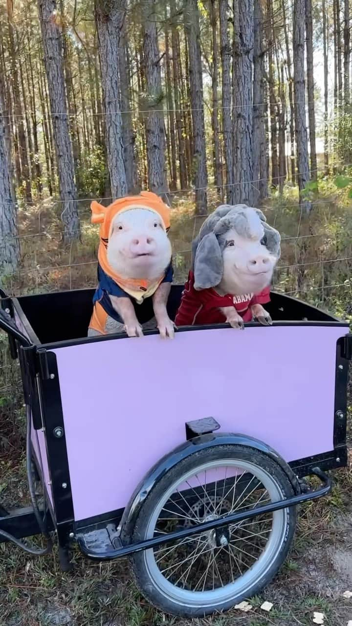 Priscilla and Poppletonのインスタグラム：「It’s College Football Rivalry Week! Silly Pop didn’t have enough Cheerios to convince me to wear the Auburn jersey this year, so he sweet-oinked Penn into wearing it. Looks like they are fueling up and getitng ready ROLL TIDE ROLL into today’s game in our Bunch Bike.🐷🐯  Speaking of our Bunch Bike…We have had quite a few of you ask us about this bike, and we noticed yesterday they are having the BIGGEST SALE we have ever seen for Black Friday/Cyber Monday. If you have been considering one, we highly recommended going over to @bunchbikes and checking it out. We love that they have a K-9 edition geared specifically for pets. This isn’t an ad. We just love our bike so much and wanted to pass this along to our followers, because we know some of you would love one, too.🏍️🐷  Don’t worry! Penn will be back in his crimson jersey by game time! Silly Pop just likes to dress up as Big Al with the opposing mascot! ROLL TIDE!🐷🅰️🐘 #alabamavsauburn #popandpenn #rolltide #PrissyandPop」