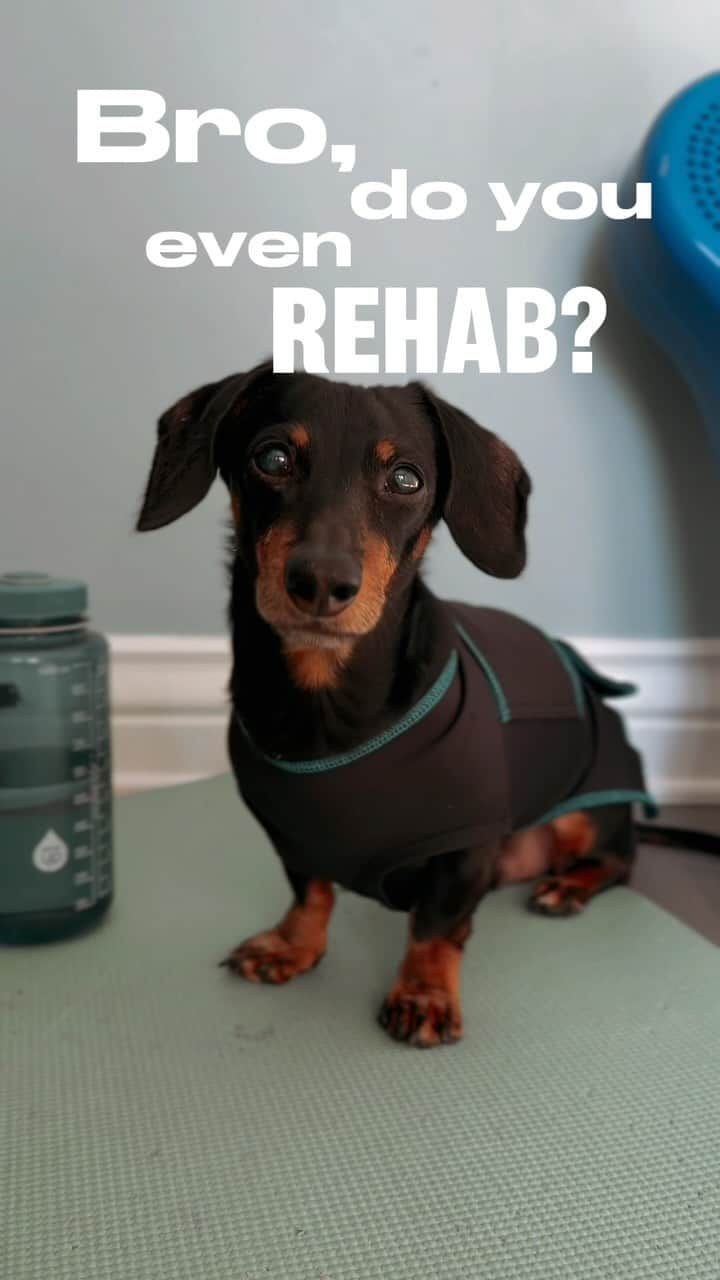 Crusoe the Celebrity Dachshundのインスタグラム：「UPDATE: I’m doing OK - but admittedly it’s hard to know how stable I am. For sure I’ve lost a little fine motor control with this latest regression, but I remain functional. I’m doing careful but comprehensive rehab (as well as laser & acupuncture) to see if I can improve function and comfort under guidance of  @cornellvet , but doubtful my spatial awareness will come back.. I just know Mum and Dad will never give up. The amount of therapy I’m doing is a full time job (and cost!) but I’m worth it 😋」