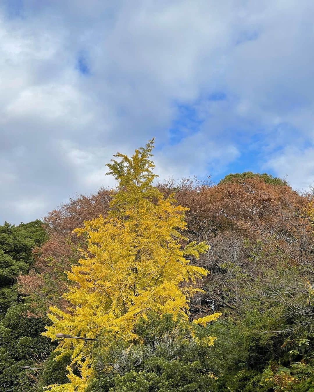 深澤里奈さんのインスタグラム写真 - (深澤里奈Instagram)「◯◯◯  稽古日。 本日は、松尾芭蕉が弟子に宛てた手紙の軸を拝見しました。 美しい文字に美しい墨の濃淡（何も読めないけど）。  家元が丁寧に解説してくださり、面白さを見出せる。  今日は東京も寒かった。  #江戸千家 #茶の湯の稽古 #掛け軸 #茶花」11月25日 17時36分 - rinatj