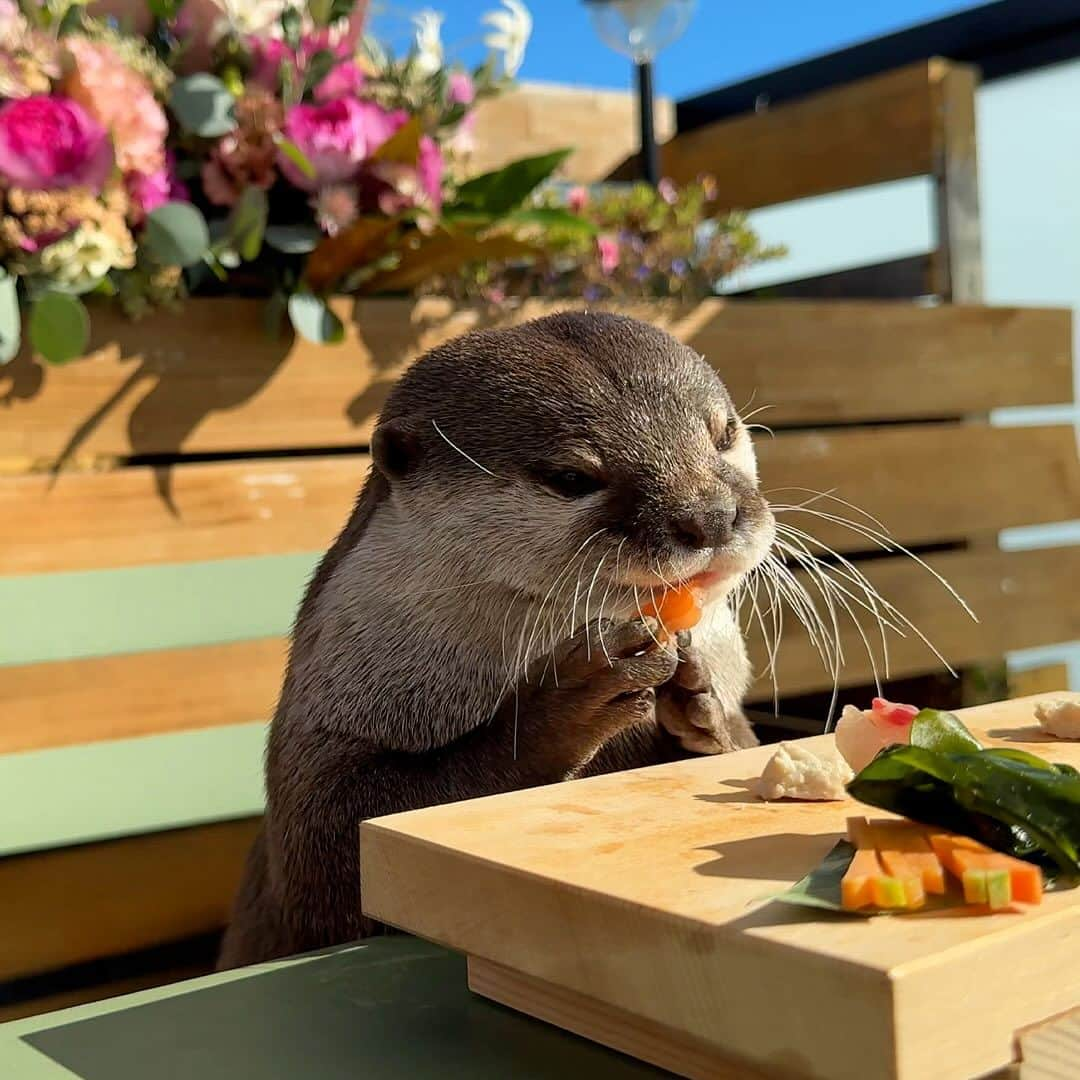 カワウソ コタロー&ハナさんのインスタグラム写真 - (カワウソ コタロー&ハナInstagram)「🌸🌼Happy 5th Birthday, Hanazilla🌸🌼 ハナジラ5歳になりました♪ お寿司食べて、どじょう追いかけて楽しい誕生日でした🎊 . . . #otter #otters #cute #pet #animal ‪#カワウソ #コツメカワウソ #動物 #ペット #カワウソコタロー #カワウソハナ #コタロー #かわいい #かわうそ #もふもふ #수달 #귀여워 #誕生日 #loutre #lontra #lutra #выдра #nutria#otterlove #kotarotheotter #otterkotaro #birthday」11月25日 17時41分 - otter_kotaro_hana