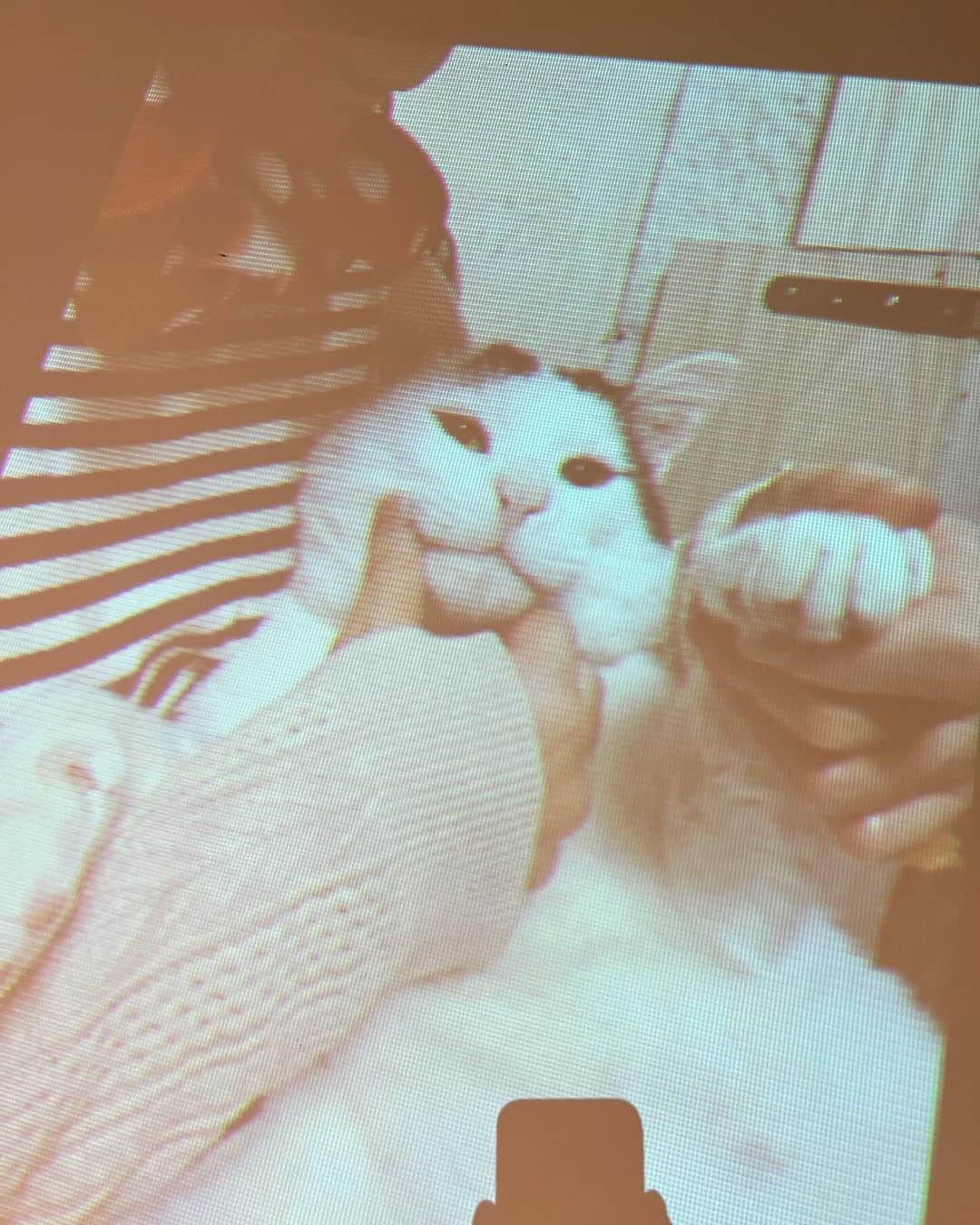 Kachimo Yoshimatsuさんのインスタグラム写真 - (Kachimo YoshimatsuInstagram)「プロジェクションマッピングごっこ｡  #うちの猫ら #猫 #ねこ #ニャンスタグラム #にゃんすたぐらむ #ねこのきもち #cat #ネコ #catstagram #ネコ部 http://kachimo.exblog.jp」11月25日 17時45分 - kachimo