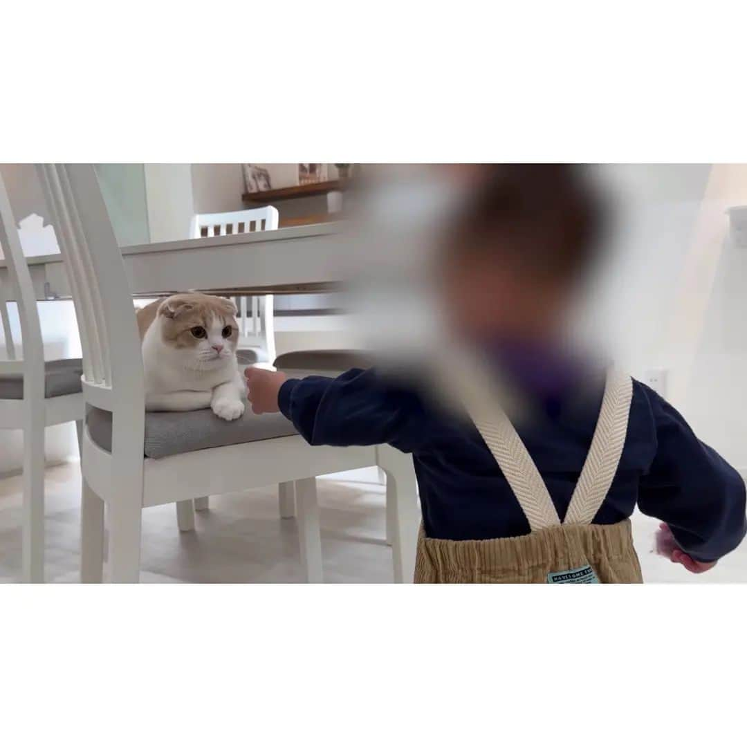 もちまるさんのインスタグラム写真 - (もちまるInstagram)「初めて歩けるようになった赤ちゃんを見た猫たちがまさかのこうなりました…」11月25日 18時02分 - catmotimaru