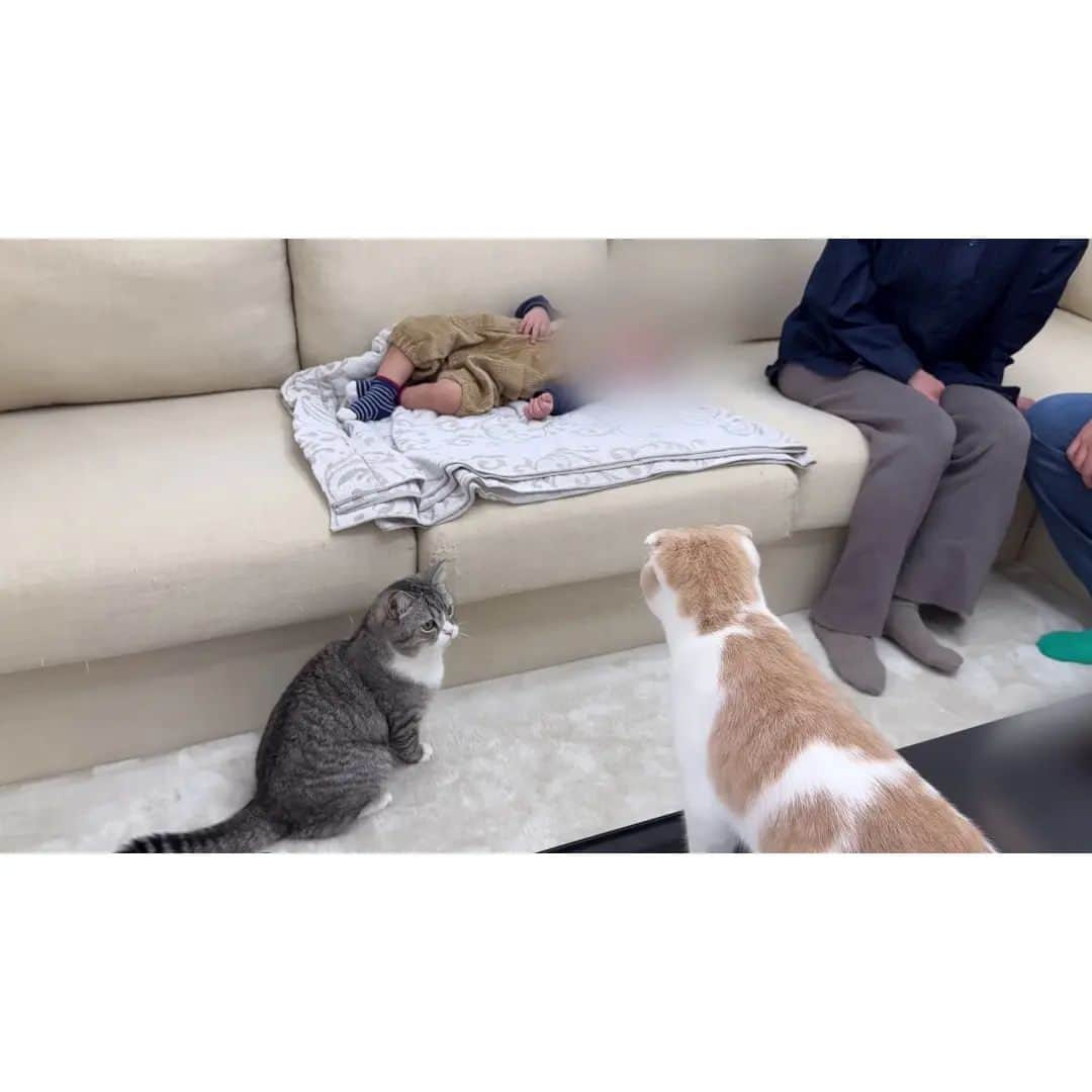 もちまるさんのインスタグラム写真 - (もちまるInstagram)「初めて歩けるようになった赤ちゃんを見た猫たちがまさかのこうなりました…」11月25日 18時02分 - catmotimaru