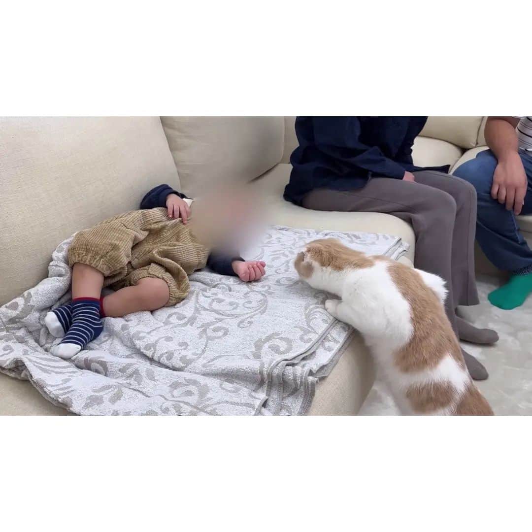 もちまるさんのインスタグラム写真 - (もちまるInstagram)「初めて歩けるようになった赤ちゃんを見た猫たちがまさかのこうなりました…」11月25日 18時02分 - catmotimaru
