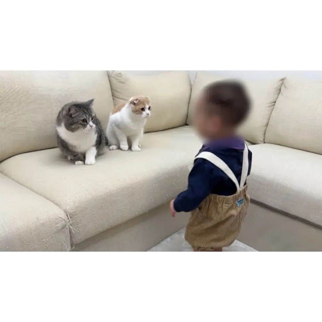 もちまるのインスタグラム：「初めて歩けるようになった赤ちゃんを見た猫たちがまさかのこうなりました…」