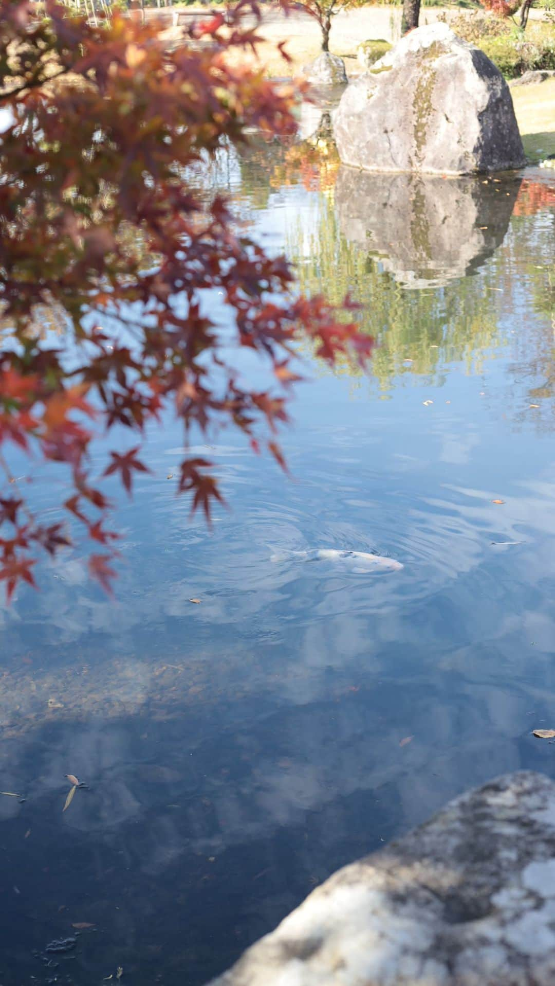 mimisomiのインスタグラム：「【東京女子部】紫式部公園 福井旅で訪れた、紅葉スポット  すばらしい日本庭園を無料で楽しめて、すごすぎた！✨ 地元の人たちがおさんぽやチルなどを楽しんでいた、憩いの場でした。紅葉も色づいて、とてもきれいな季節🍁  池の鯉たちも悠々と泳いでいたりと、日本の情緒を感じられたよ✨  📍 紫式部公園 福井県越前市東千福町20  武生駅から白山行き福鉄バス「紫式部公園口」下車 市民バス市街地循環南ルート「紫式部公園」下車  #北陸観光 #福井女子旅 #地味にすごい福井 #福井女子部 #東京女子部 #福井旅 #福井観光 #福井旅行 #fukuijapan #fukuitravel   sp thanks! @emiemiemi905」