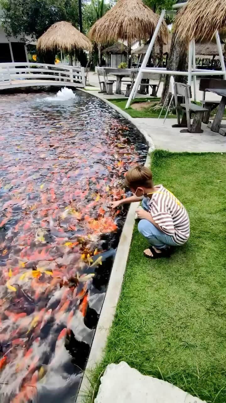 Awesome Wonderful Natureのインスタグラム：「It’s feeding time!🐠 Tag someone who needs to see this!🤯  📍Taiton Panuwat, Thailand  📽 @jeabwongduen   #fish #feed #thailand」