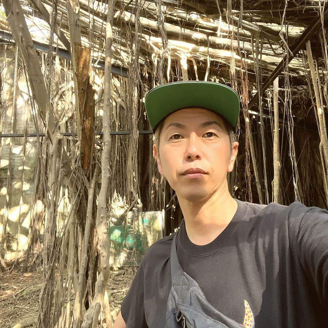 森脇和成のインスタグラム：「台湾旅行5日目 台南の安平 ガジュマルの木に 飲み込まれた古い倉庫 #台南 #安平 #安平樹屋」