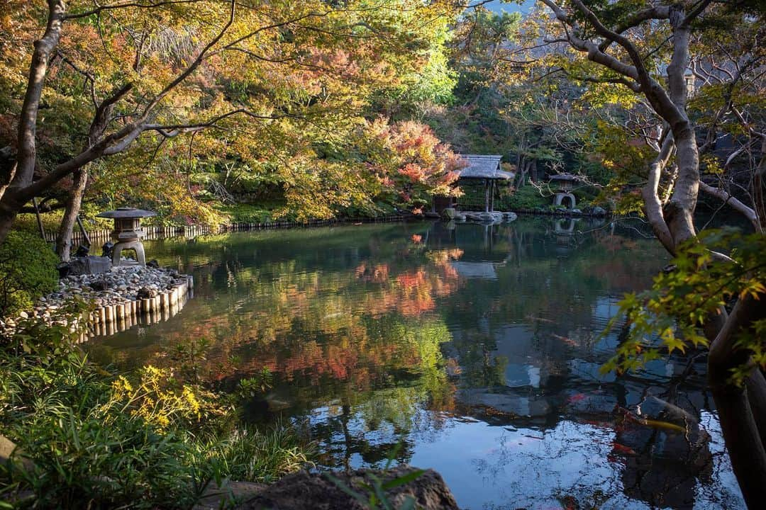 八芳園さんのインスタグラム写真 - (八芳園Instagram)「秋の深まりとともに、鮮やかさを増す木々。紅葉のグラデーションが日本庭園を美しく彩ります🍁  八芳園の日本庭園は「池泉回遊式」。 池の周りをぐるりと散策しながら季節の情景をお愉しみいただけます。  鮮やかな色彩にあふれる秋の庭園で、あなただけの特別な景色を見つけてみてください。  🍁🍁🍁  #八芳園 #happoen #結婚式場 #日本庭園 #紅葉 #紅葉スポット #秋 #散歩 #紅葉狩り #日本の四季 #秋 #池 #庭園 #tokyotrip #東京散歩   #カメラ部 #写真好きな人と繋がりたい #東京カメラ部 #その瞬間に物語を #キリトリセカイ  #japanesegarden #japan_of_insta #jp_views #special_spot #tokyo #japan_daytime_view #ig_jp #japanoinsta #japantravel #tokyotrip #tokyoredgarden2023」11月25日 18時38分 - happoen