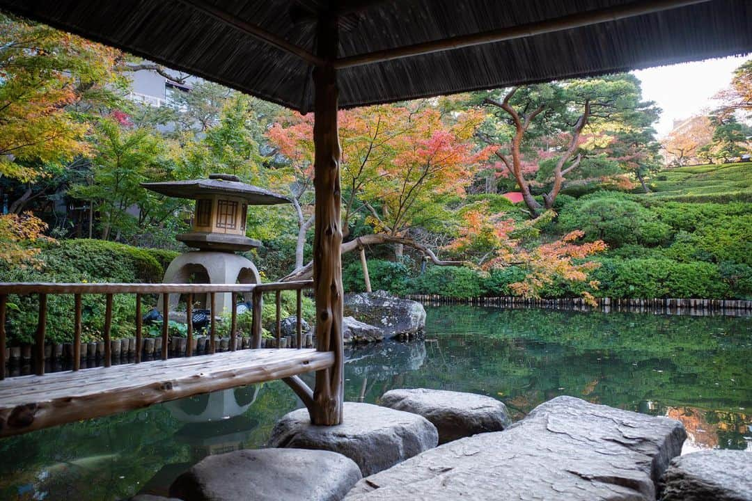 八芳園さんのインスタグラム写真 - (八芳園Instagram)「秋の深まりとともに、鮮やかさを増す木々。紅葉のグラデーションが日本庭園を美しく彩ります🍁  八芳園の日本庭園は「池泉回遊式」。 池の周りをぐるりと散策しながら季節の情景をお愉しみいただけます。  鮮やかな色彩にあふれる秋の庭園で、あなただけの特別な景色を見つけてみてください。  🍁🍁🍁  #八芳園 #happoen #結婚式場 #日本庭園 #紅葉 #紅葉スポット #秋 #散歩 #紅葉狩り #日本の四季 #秋 #池 #庭園 #tokyotrip #東京散歩   #カメラ部 #写真好きな人と繋がりたい #東京カメラ部 #その瞬間に物語を #キリトリセカイ  #japanesegarden #japan_of_insta #jp_views #special_spot #tokyo #japan_daytime_view #ig_jp #japanoinsta #japantravel #tokyotrip #tokyoredgarden2023」11月25日 18時38分 - happoen