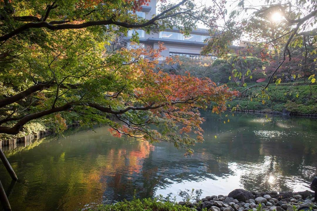 八芳園さんのインスタグラム写真 - (八芳園Instagram)「秋の深まりとともに、鮮やかさを増す木々。紅葉のグラデーションが日本庭園を美しく彩ります🍁  八芳園の日本庭園は「池泉回遊式」。 池の周りをぐるりと散策しながら季節の情景をお愉しみいただけます。  鮮やかな色彩にあふれる秋の庭園で、あなただけの特別な景色を見つけてみてください。  🍁🍁🍁  #八芳園 #happoen #結婚式場 #日本庭園 #紅葉 #紅葉スポット #秋 #散歩 #紅葉狩り #日本の四季 #秋 #池 #庭園 #tokyotrip #東京散歩   #カメラ部 #写真好きな人と繋がりたい #東京カメラ部 #その瞬間に物語を #キリトリセカイ  #japanesegarden #japan_of_insta #jp_views #special_spot #tokyo #japan_daytime_view #ig_jp #japanoinsta #japantravel #tokyotrip #tokyoredgarden2023」11月25日 18時38分 - happoen