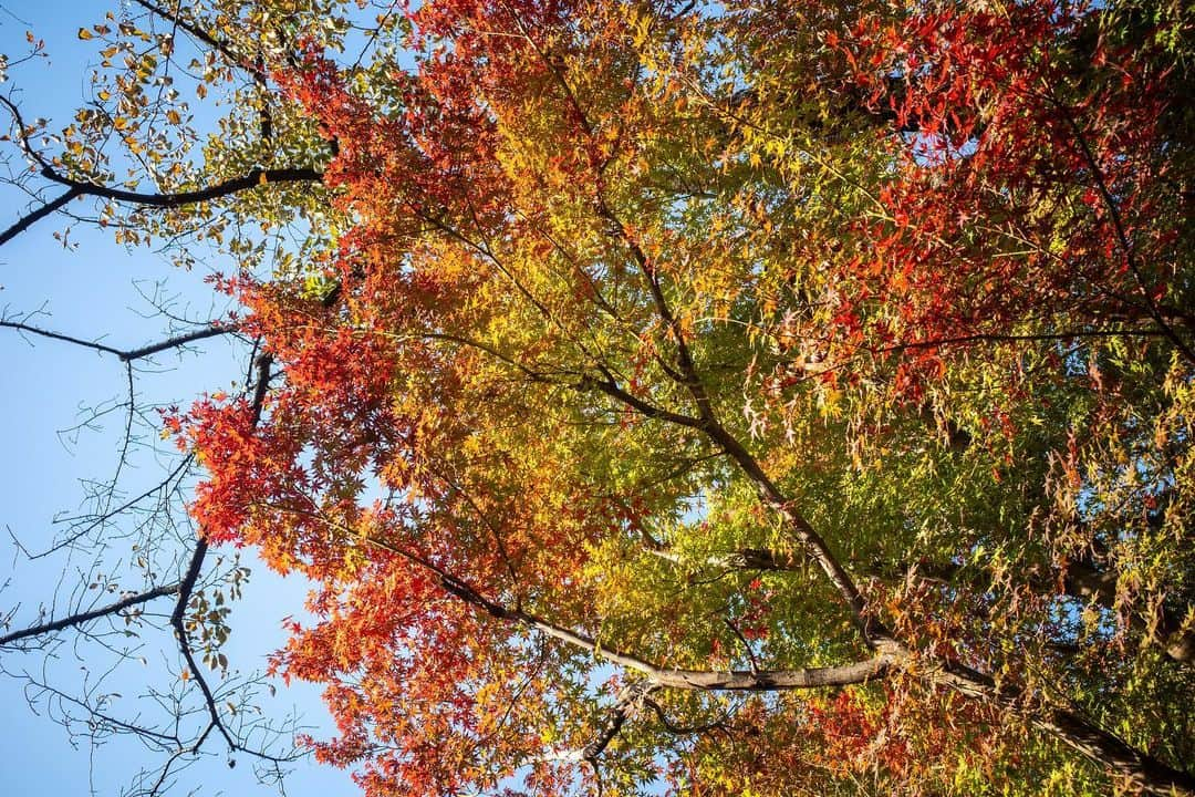 八芳園さんのインスタグラム写真 - (八芳園Instagram)「秋の深まりとともに、鮮やかさを増す木々。紅葉のグラデーションが日本庭園を美しく彩ります🍁  八芳園の日本庭園は「池泉回遊式」。 池の周りをぐるりと散策しながら季節の情景をお愉しみいただけます。  鮮やかな色彩にあふれる秋の庭園で、あなただけの特別な景色を見つけてみてください。  🍁🍁🍁  #八芳園 #happoen #結婚式場 #日本庭園 #紅葉 #紅葉スポット #秋 #散歩 #紅葉狩り #日本の四季 #秋 #池 #庭園 #tokyotrip #東京散歩   #カメラ部 #写真好きな人と繋がりたい #東京カメラ部 #その瞬間に物語を #キリトリセカイ  #japanesegarden #japan_of_insta #jp_views #special_spot #tokyo #japan_daytime_view #ig_jp #japanoinsta #japantravel #tokyotrip #tokyoredgarden2023」11月25日 18時38分 - happoen