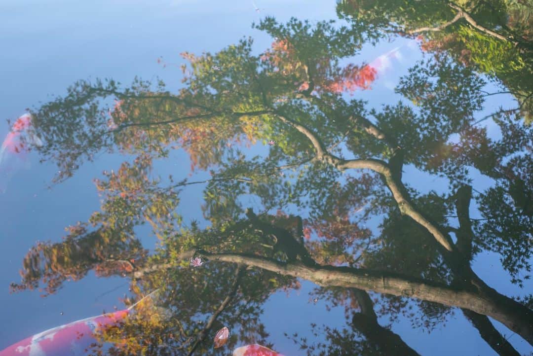 八芳園さんのインスタグラム写真 - (八芳園Instagram)「秋の深まりとともに、鮮やかさを増す木々。紅葉のグラデーションが日本庭園を美しく彩ります🍁  八芳園の日本庭園は「池泉回遊式」。 池の周りをぐるりと散策しながら季節の情景をお愉しみいただけます。  鮮やかな色彩にあふれる秋の庭園で、あなただけの特別な景色を見つけてみてください。  🍁🍁🍁  #八芳園 #happoen #結婚式場 #日本庭園 #紅葉 #紅葉スポット #秋 #散歩 #紅葉狩り #日本の四季 #秋 #池 #庭園 #tokyotrip #東京散歩   #カメラ部 #写真好きな人と繋がりたい #東京カメラ部 #その瞬間に物語を #キリトリセカイ  #japanesegarden #japan_of_insta #jp_views #special_spot #tokyo #japan_daytime_view #ig_jp #japanoinsta #japantravel #tokyotrip #tokyoredgarden2023」11月25日 18時38分 - happoen