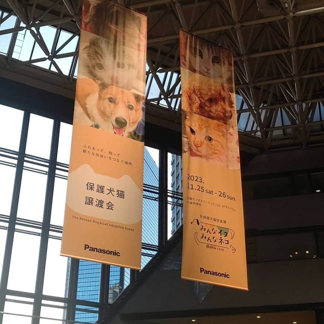 sippoのインスタグラム：「#パナソニック保護犬猫譲渡会 ＠大阪は初日が終了しました😊  大阪会場でも、たくさんの皆さまにご来場いただき、本当にありがとうございます🙇‍♀️  あす26日も10:00～17:00に開催しますので、ご興味にある方はぜひ遊びに来てください。  譲渡会エリアのみ事前予約制ですが、そのほかの写真展「みんなイヌみんなネコ」／チャリティーマーケット／ペット家電体験コーナーなどは予約不要です。 ※譲渡会エリアを見学できるコーナーは、予約なしでOKです👌  詳細や譲渡会の事前予約はプロフィール欄のURLからチェックしてくださいね😘  主催：パナソニック、協力：sippo編集部」