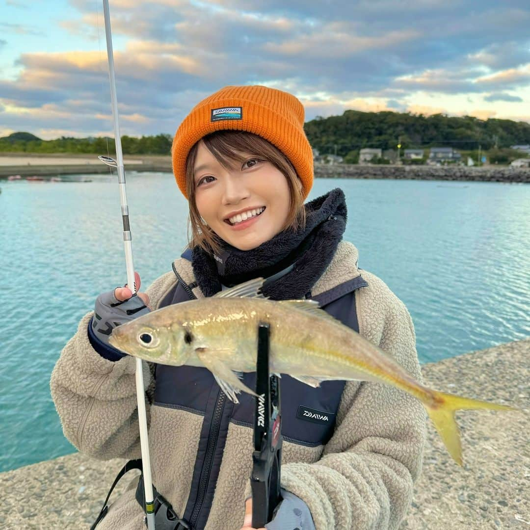 秋丸美帆のインスタグラム：「丸々した美味しそうなアジ😆🐟✨ アジハンバーグや、カルパッチョ、干物などにして、1週間かけて沢山食べたよー✨おいしかったー‼️  #fishing #fish #trevally #daiwa #釣り #アジ #アジング #みっぴ #秋丸美帆」