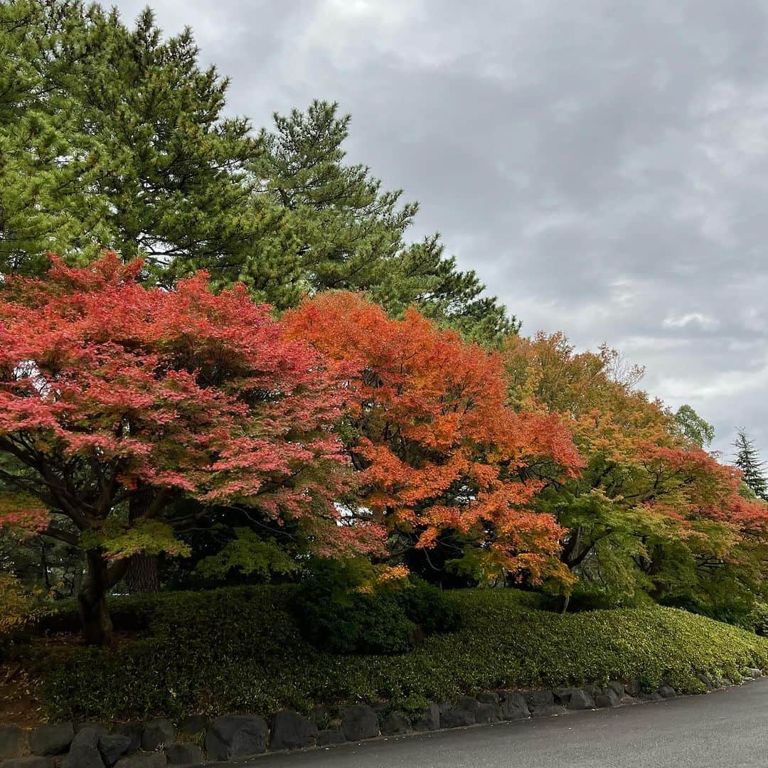 東尾理子さんのインスタグラム写真 - (東尾理子Instagram)「冬っぽくなってきましたね❄️ というか、紅葉がやっと綺麗になってきて嬉しい🍁　  #ゴルフ #もみじ #パームスアンドコー」11月25日 18時57分 - rikohigashio