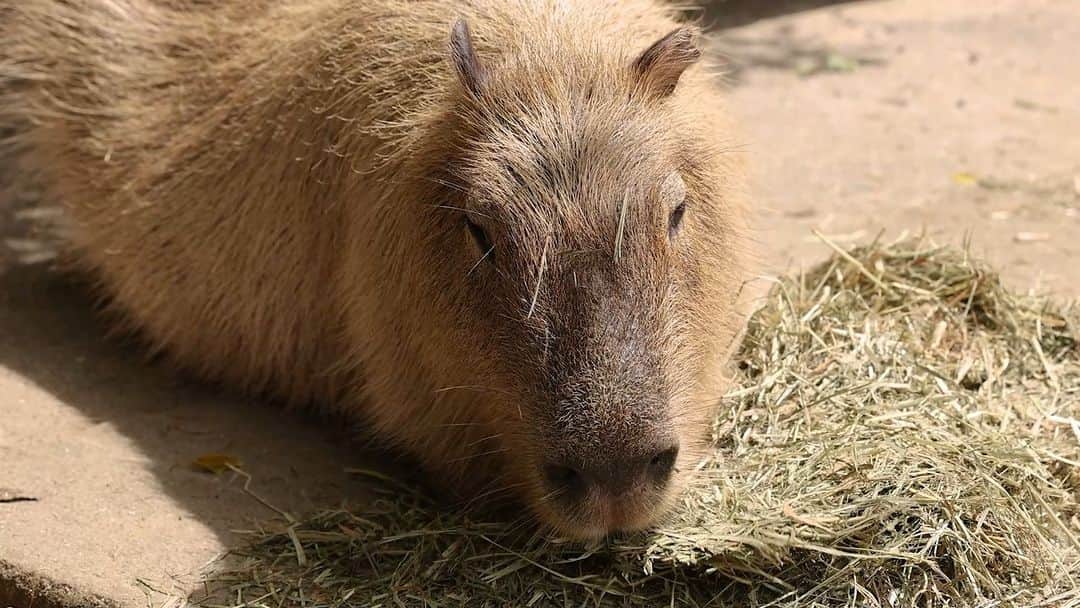 渡辺克仁のインスタグラム：「#カピバラ #水豚 #capybara #長崎バイオパーク」