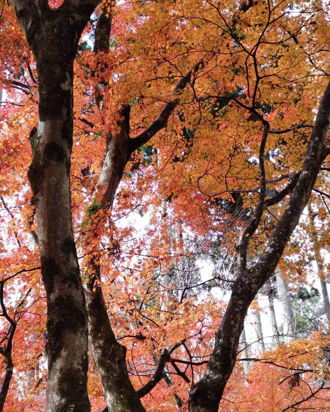 ungrid_pr_kyokoさんのインスタグラム写真 - (ungrid_pr_kyokoInstagram)「島にはない景色🍁  とっても素敵だ☺️  京都旅行中の母から📸  #京都」11月25日 19時39分 - kyo_ko_____