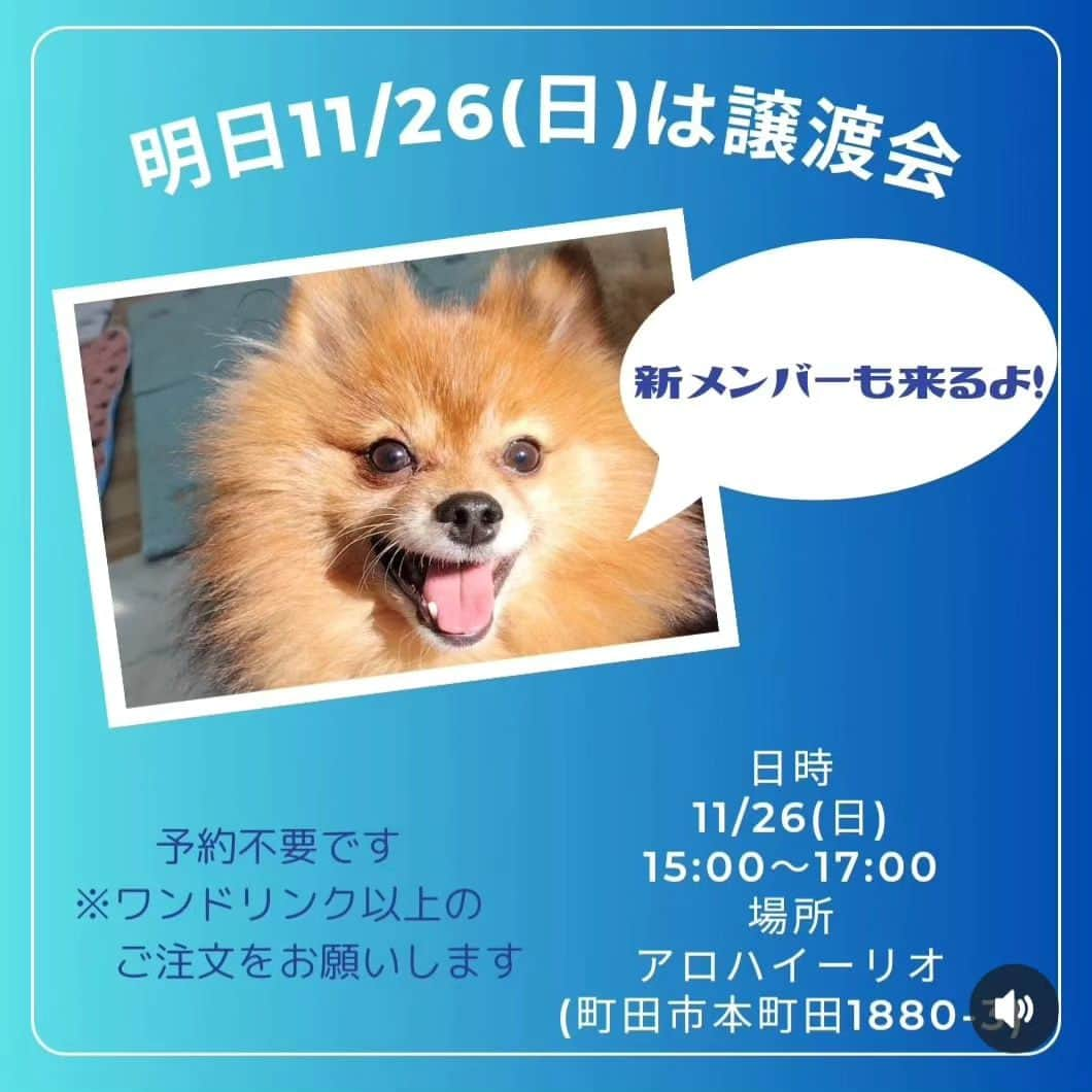 武東由美さんのインスタグラム写真 - (武東由美Instagram)「明日は町田のアロハイーリオで譲渡会があります  @alohailio_d   ワンちゃん一緒でもお一人様でも ランチ　ティータイムにぜひぜひ！  プラちゃんと参加します よろしくお願いいたします  #武東由美 #モト冬樹 #譲渡会 #譲渡犬 #里親募集 #里親募集中 #町田ランチ #町田カフェ #アロハイーリオ #アロハイーリオ町田」11月25日 19時48分 - pochalime12