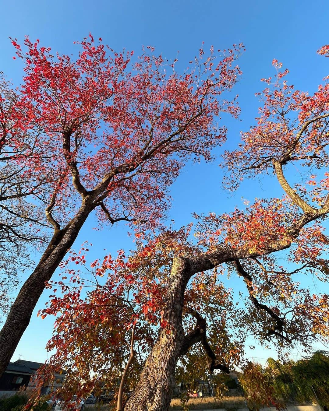 海老沢恵莉香さんのインスタグラム写真 - (海老沢恵莉香Instagram)「Daunnya malu sama aku makanya jadi merah🍂」11月25日 19時56分 - erika_ebisawa