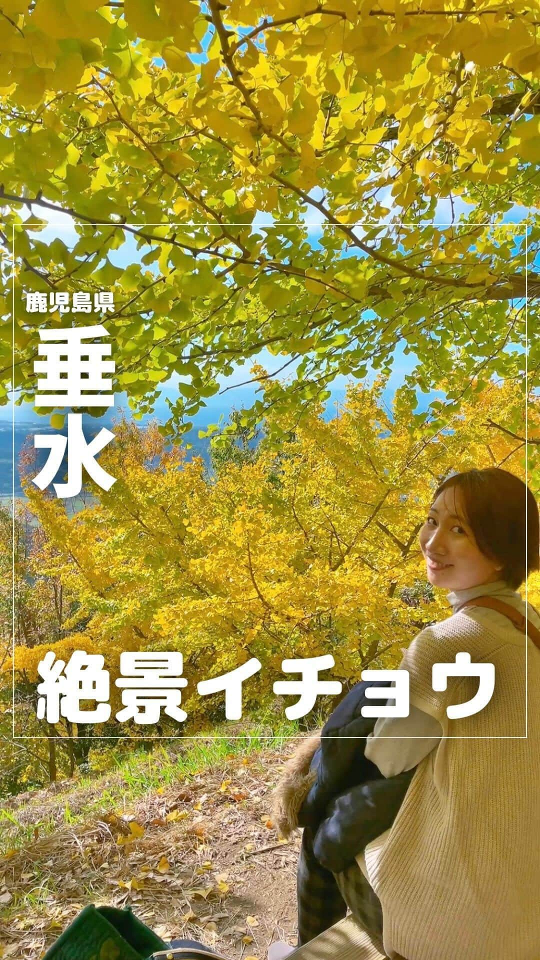 山下智子のインスタグラム：「⭐︎スポットが気になったらまずは【保存】 自分だけのリストを作ってみてね！  @tomoko__yamashita ←他の鹿児島子連れスポットとフォローはここから  【鹿児島おでかけ】 🟡垂水千イチョウ園 📍鹿児島県垂水市新御堂 📝〜12/3(日)までライトアップ(18:00-21:00) 🚘駐車場あり (週末など混雑日は第3駐車場も🅿️  第3駐車場からはシャトルバス運行)  念願の垂水千本イチョウ園へ…💛 ニュースなどを見て、 本当に綺麗だなぁと思っていましたが、 期待を裏切らない美しさでした😍  イチョウはまだ緑のものもあって、 黄色と緑のグラデーションを楽しめました！ 来週もまだまだ綺麗だと思います🙌 12/3(日)まではたるみず千本イチョウ祭りも開催中で 夜はライトアップも🌝  約1200本のイチョウの木がある敷地内は、 A・B・Cの3つのブロックに分かれています！  私が今回リールにまとめたのは Cブロックのイチョウです✨ 128段の階段を息を切らしながらのぼった先には、 イチョウと海の絶景が待っていました😍 イチョウ園で最も高い場所です！ ベンチもあるので、 ゆっくり腰をかけながら絶景を楽しめますよ✨  Aブロックはイチョウ並木で、 Bブロックはイチョウが段々になっていて、 イチョウを背負うような形で写真が撮れたりします🙆‍♀️ この二つのブロックのイチョウも綺麗でしたよ〜✨  そしてイチョウ園は子連れでも楽しめます🙌 ただ、敷地内は急斜面になっているところも多いので 子どもの動きには気をつけながら楽しまれてください♡ イチョウとお子さんの素敵な写真が撮影できること 間違いなしです🙌  ..........................................  @tomoko__yamashita です👩 家族で行ける鹿児島の子連れスポットを発信中✨  #tomoko__yamashita_kagoshima 「鹿児島子連れ」に関する投稿は、 このハッシュタグで検索！  ..........................................  #鹿児島子育て #鹿児島子連れ #鹿児島子連れおでかけ #鹿児島ママ #鹿児島 #鹿児島観光 #鹿児島旅行 #鹿児島イチョウ #イチョウ #いちょう #銀杏 #垂水千本イチョウ」