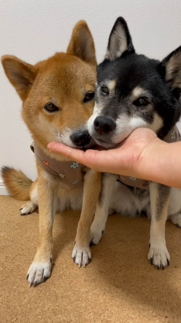 黒柴みくのインスタグラム：「1回目❤︎ほっぺピトッ🐻🦊💕からの〜 Wあご乗せ✋🏻 2回目❤︎縦にあご乗せ💕 みく、オテテも付けてました😆 * 手にあご乗せするの久しぶり。 ふたりの重さが嬉しい☺️ * * * 他の投稿はこちらから💁🏻 @9648miku * * #みくりな特技  #黒柴 #赤柴 #柴 #柴犬多頭飼い #barked  * 黒柴みく Miku 🐻 11 years old ❤︎girl 柴犬りな Rina 🦊 5 year old ❤︎girl  #みくりな202311 2023.11.25㊏」