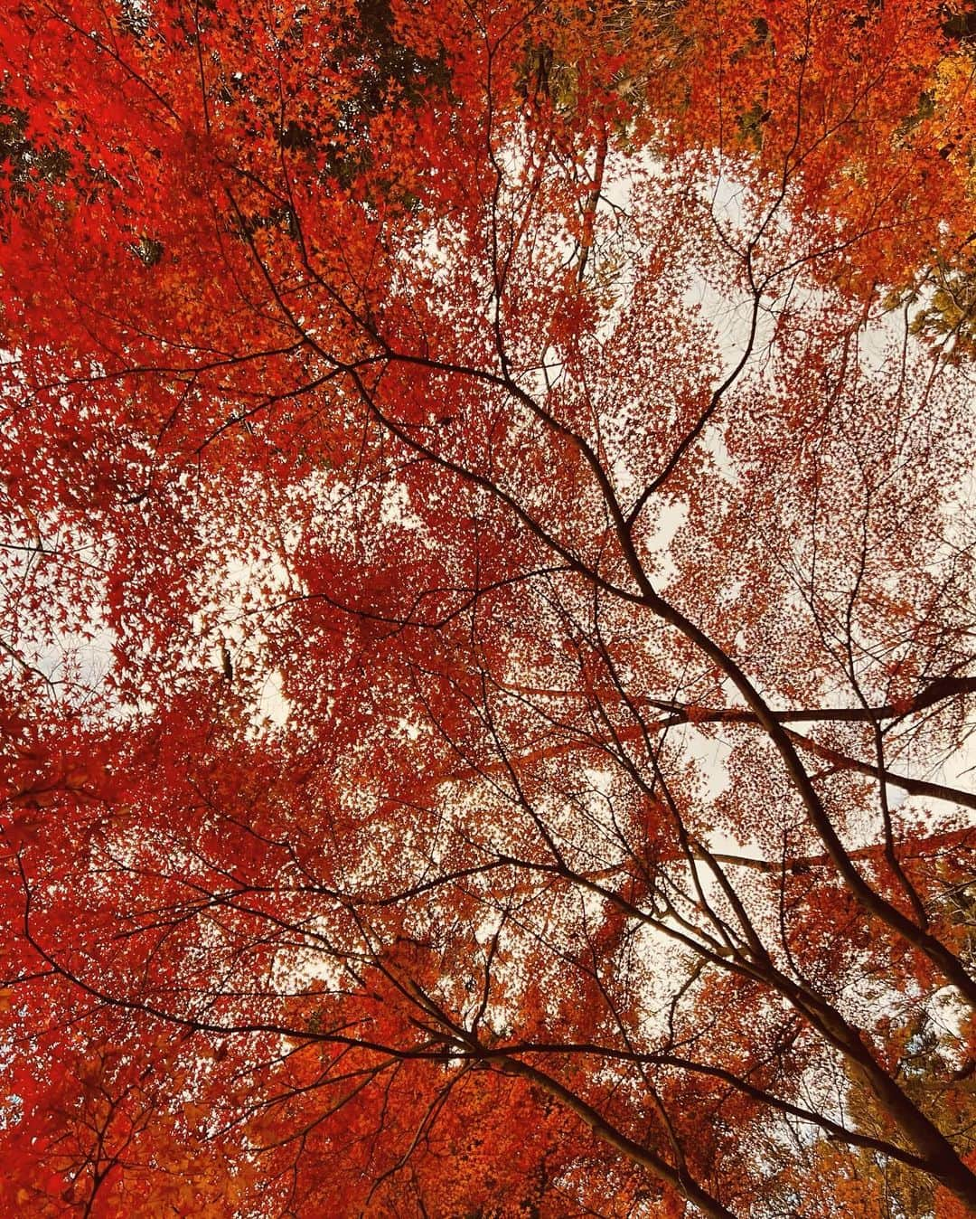 瀧澤あすみさんのインスタグラム写真 - (瀧澤あすみInstagram)「今日はみんなで紅葉見に行ってきました🍁✨」11月25日 20時17分 - asumitakizawa