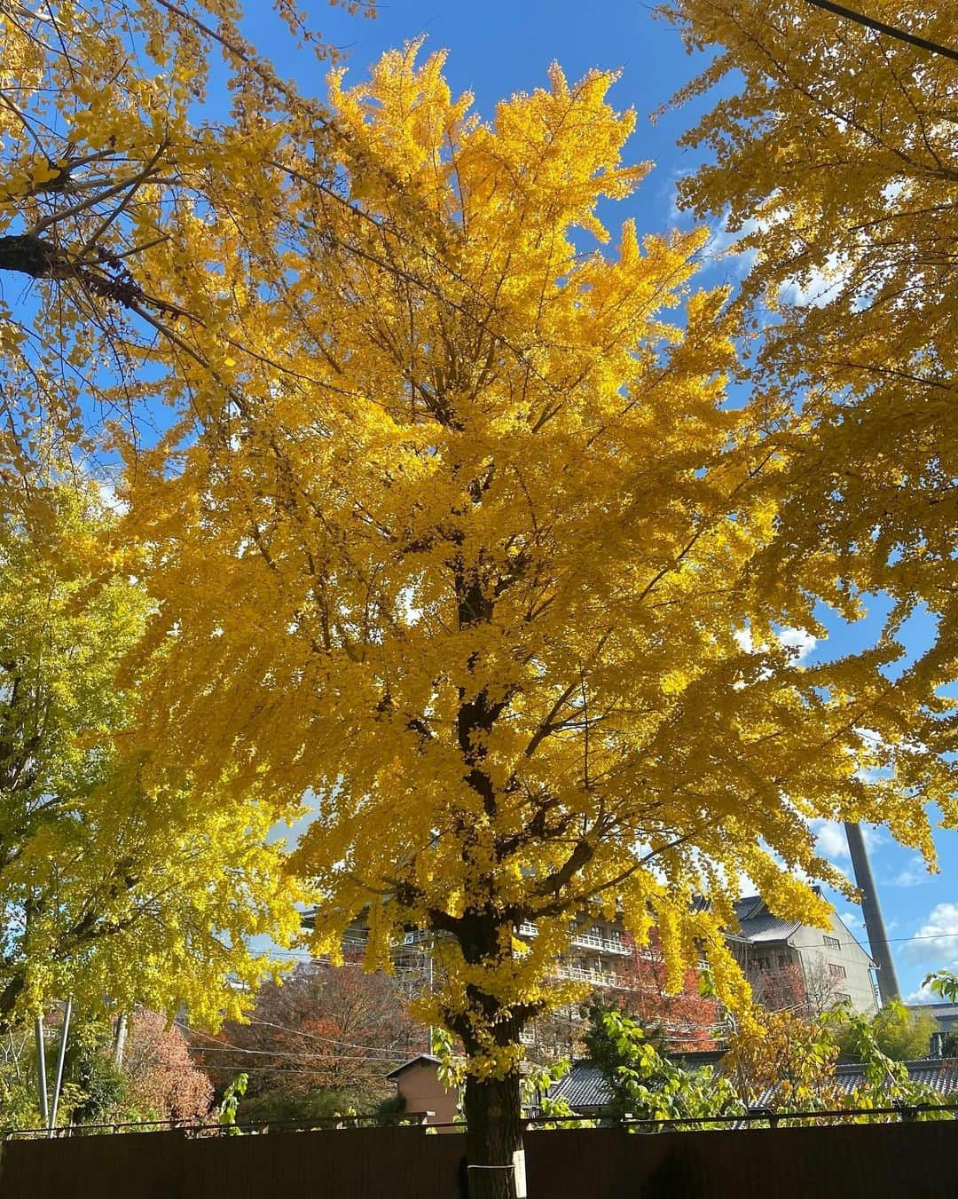 上野貴穂さんのインスタグラム写真 - (上野貴穂Instagram)「. 寒いね！秋です！ね🍂」11月25日 20時22分 - kiho_ueno