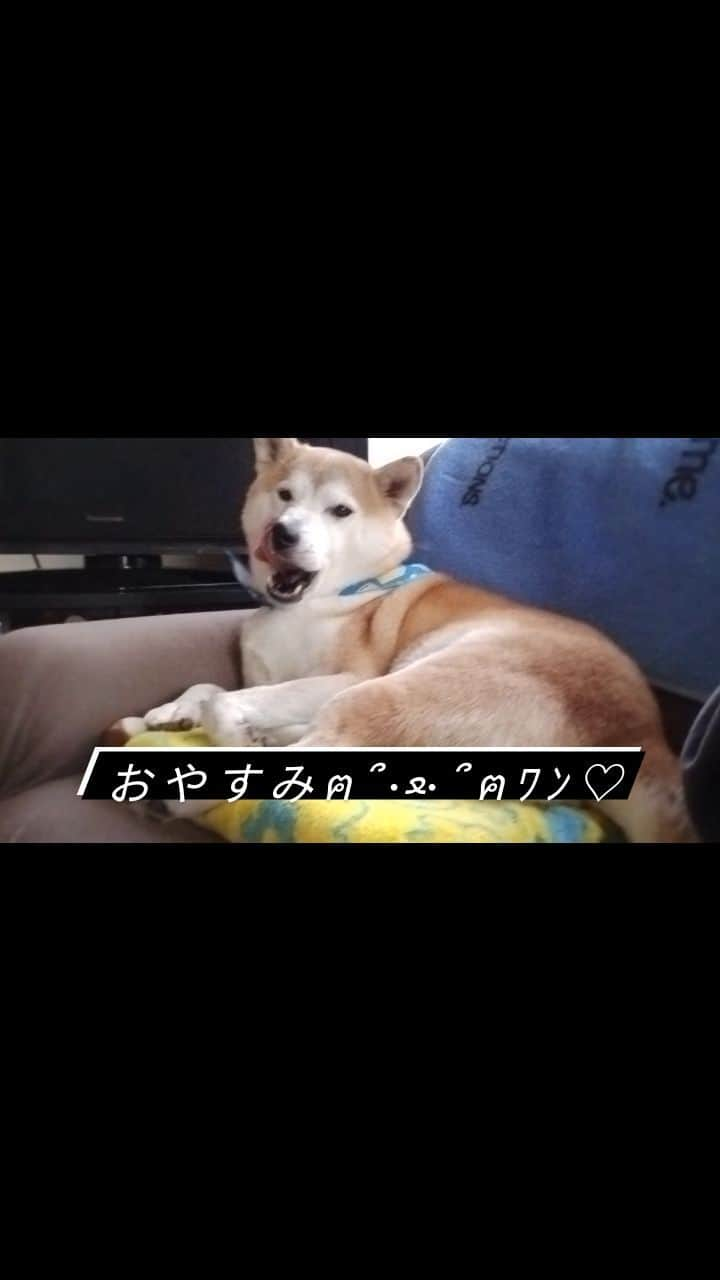 柴犬⭐️サスケのインスタグラム